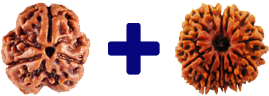 rudraksha